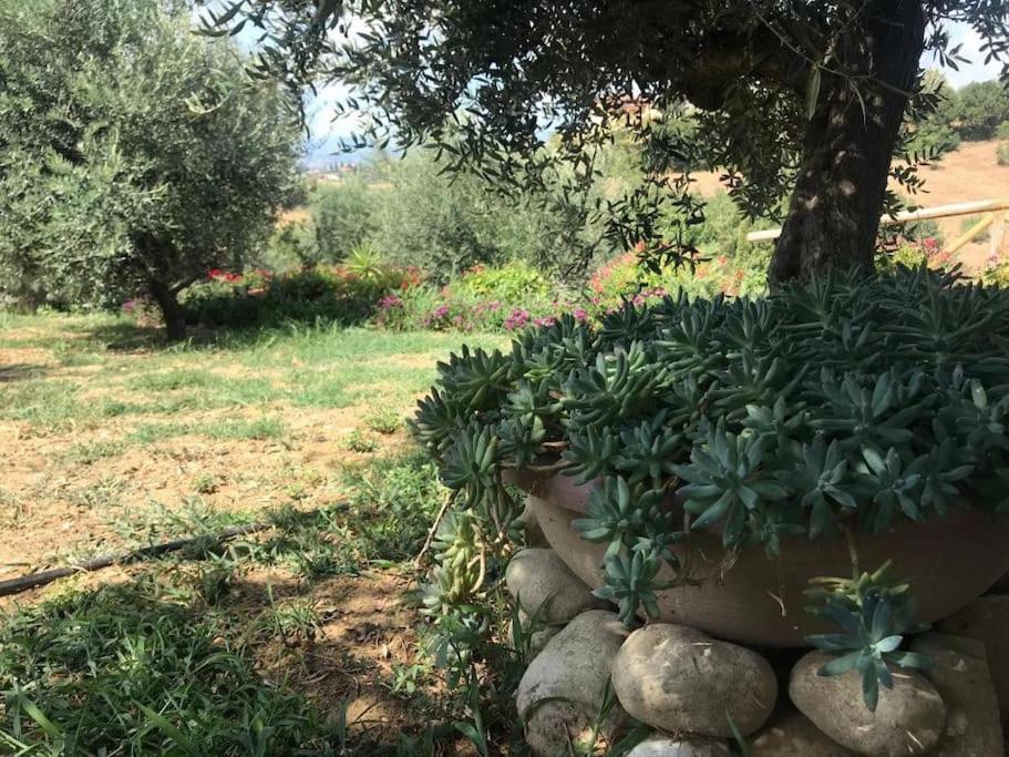 Appartamento Olivo Collecorvino المظهر الخارجي الصورة